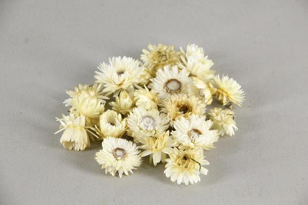 <h4>Df Helichrysum Head White</h4>