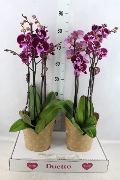 <h4>Phalaenopsis   ...lilac</h4>