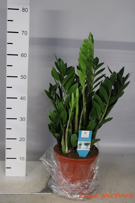 80-110 cm Freiland Mirtus Tarantina Myrte Ball Gesamthöhe ca