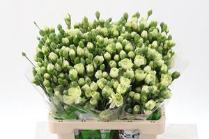 <h4>Dianthus sp brocoli</h4>