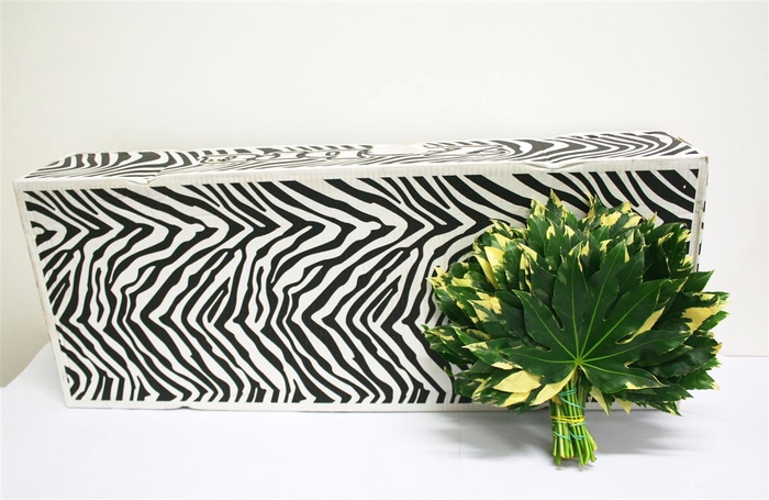 <h4>Aralia Variegated 20cm Rebus</h4>