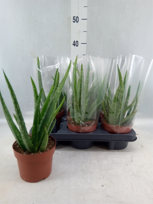 <h4>Aloe Vera</h4>
