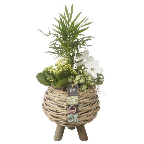<h4>PTIB7100 Arrangementen kamerplanten</h4>