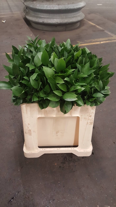 Ruscus Hypophyllum