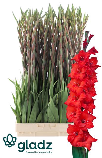<h4>Gladiolus la magma</h4>