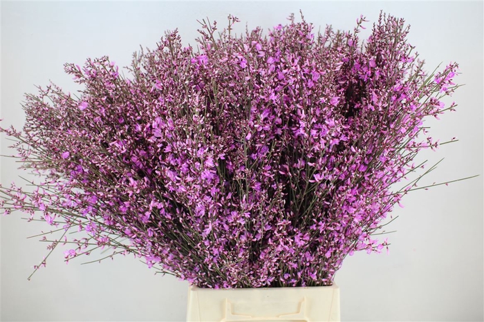 <h4>Ginster 400gr Lilac P Bunch</h4>