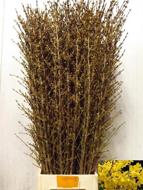 <h4>Forsythia yellow</h4>