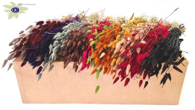 <h4>Lagurus per bunch mixed colors</h4>