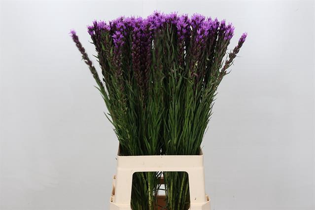 <h4>Liatris callilepis</h4>