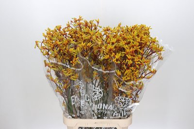 <h4>Anigozanthos gold fever</h4>