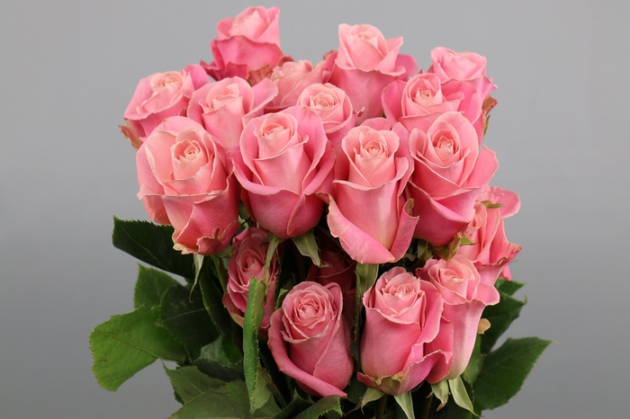 <h4>Rosa ec hermosa</h4>