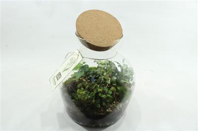 <h4>2627 BOTANIC BOLVAAS 2627</h4>