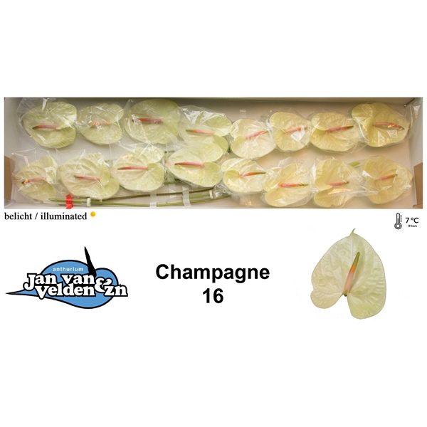 Champagne 16