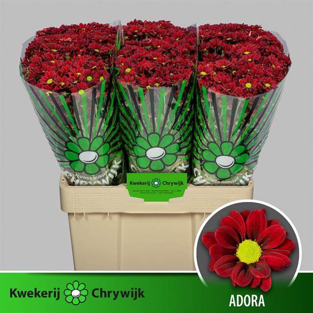 <h4>Chrys sa adora</h4>