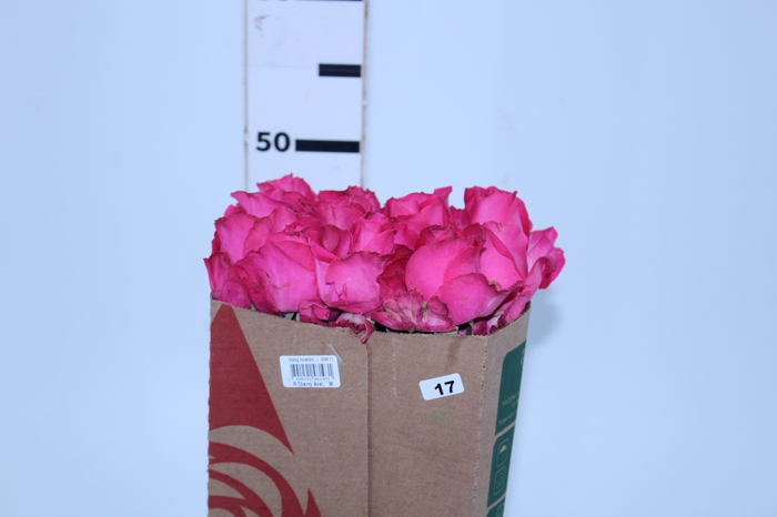 <h4>ROSA CHERRY AVALANCHE 050 CM PINK</h4>