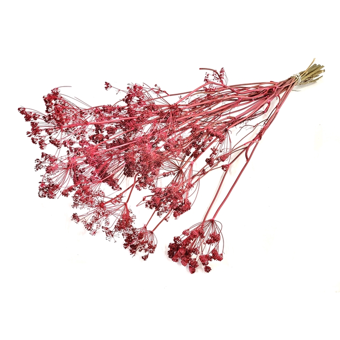<h4>Anethum (dille) dried 10st per bunch Cerise</h4>