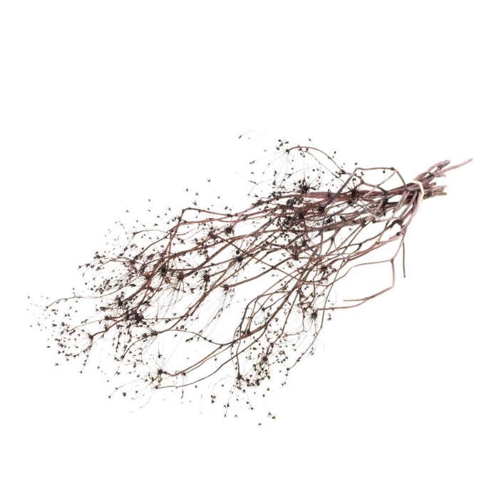 <h4>Bupleurum open 55cm SB deep brown</h4>