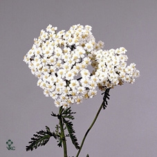 Achil M White Beauty (x100)
