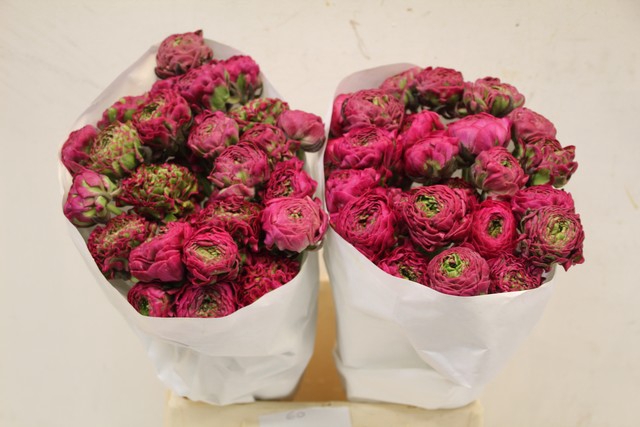 <h4>Ranunculus pon pon 967</h4>