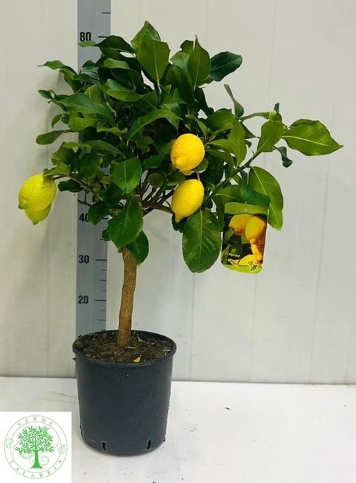 <h4>Citrus limon</h4>