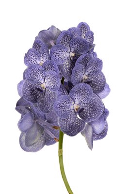 <h4>Vanda blue spot</h4>