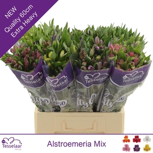 Alstroemeria Mix | Quality 60