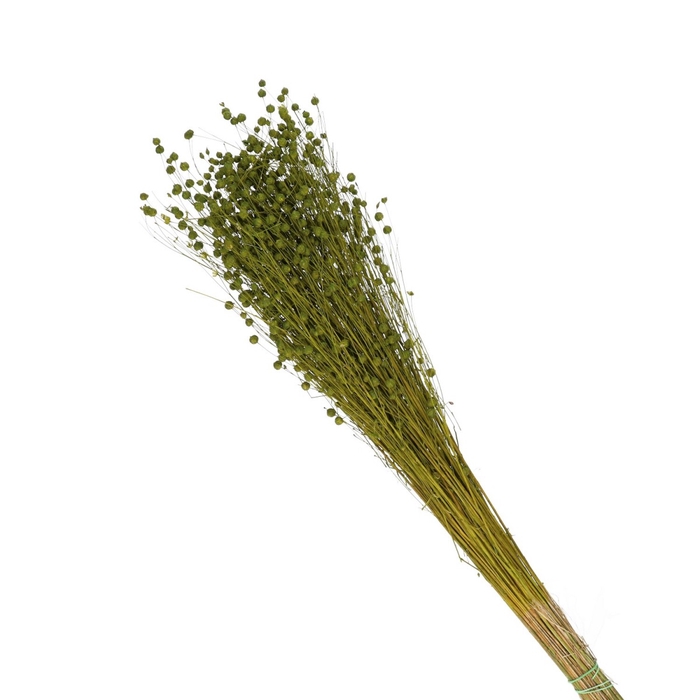 <h4>Droogbloem Lino/vlas 60cm</h4>