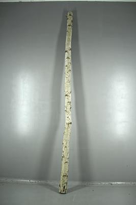 <h4>Birch Trunk 6-8cm 300cm</h4>