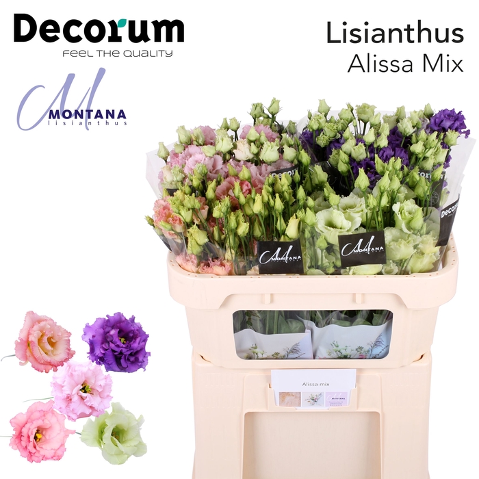 <h4>Lisianthus Alissa mix 70cm</h4>