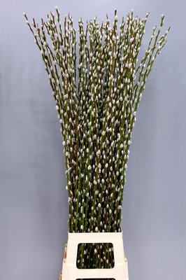 <h4>Salix pussy willow</h4>