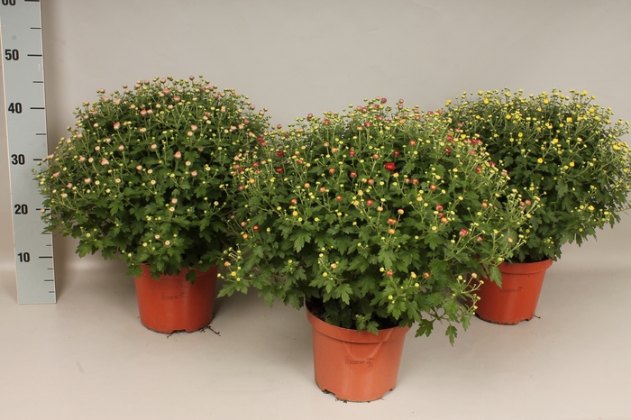 Bolchrysant Divers