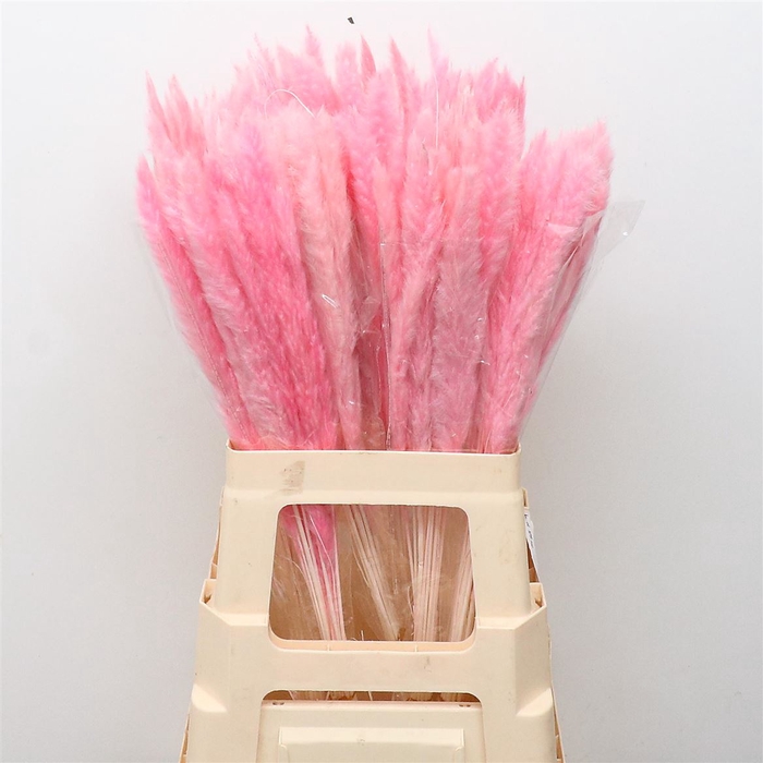 <h4>Dried Pampas Fluffy Pink</h4>