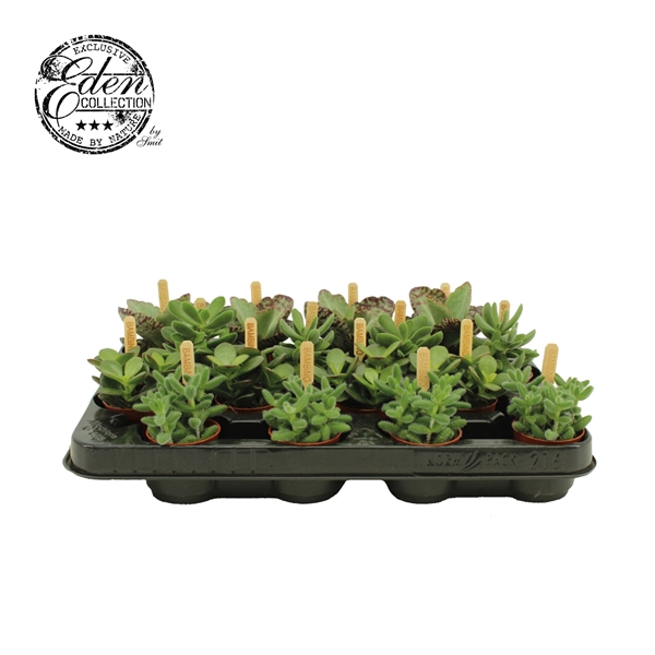 <h4>Gemengde tray 5,5cm "luxe-mix"</h4>