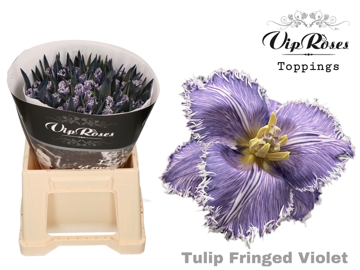 <h4>Tulipa fr paint violet</h4>