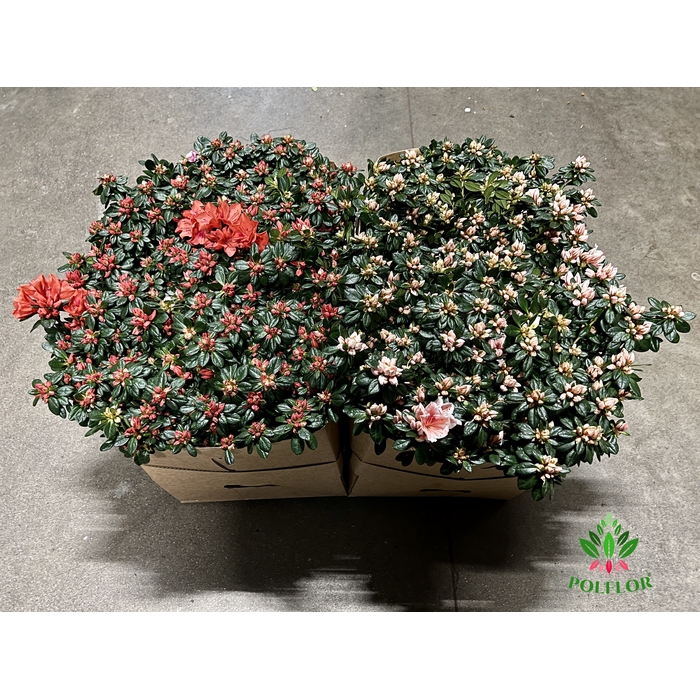 <h4>Rhododendron simsii trolley mix 17Ø 55cm</h4>