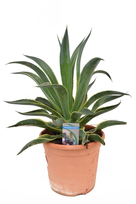 <h4>Agave   ...</h4>