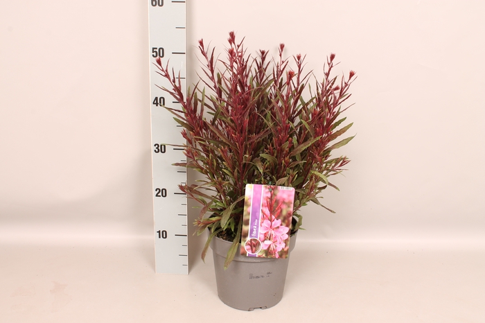 <h4>vaste planten 19 cm  Gaura Gambit Rose</h4>