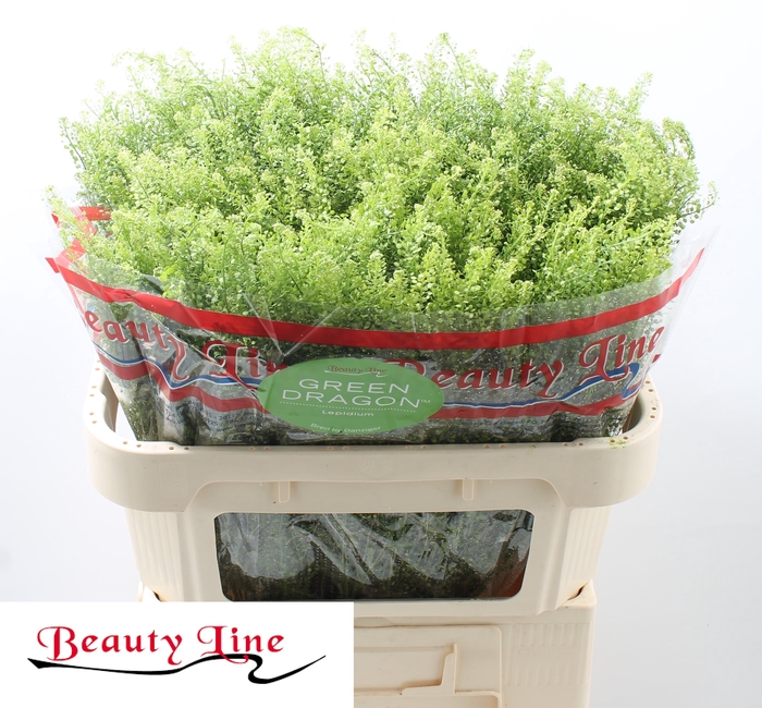 Fresh Thiaspi Green Bell, Lepidium 70 cm - Potomac Floral Wholesale