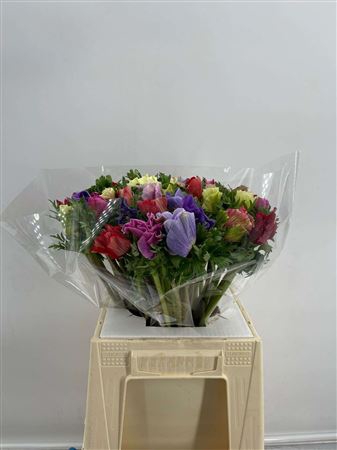 <h4>Anem Mistral+ Mix Pastel</h4>