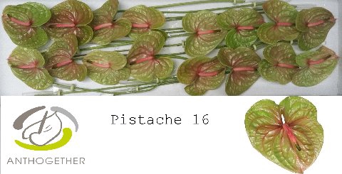<h4>Anthurium pistache</h4>
