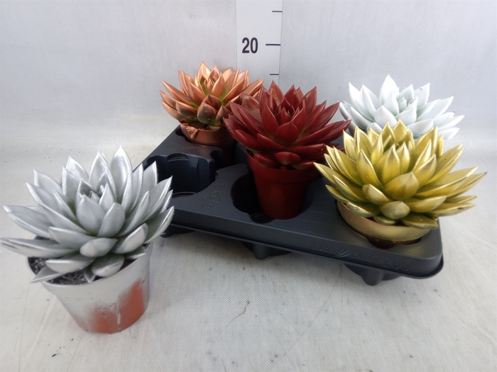<h4>Echeveria  'Miranda'</h4>