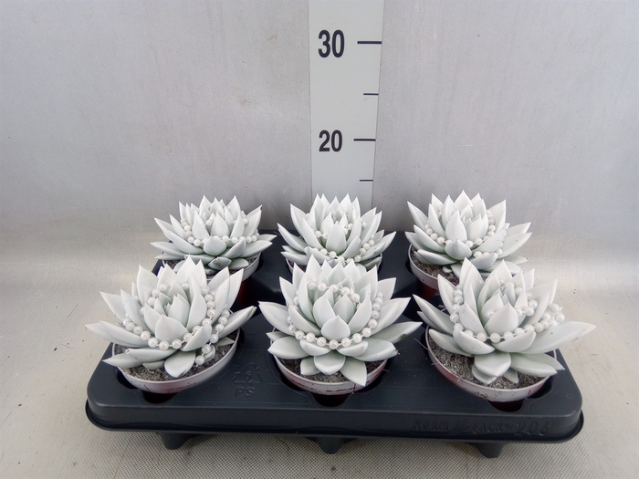 <h4>Echeveria  'Miranda'</h4>