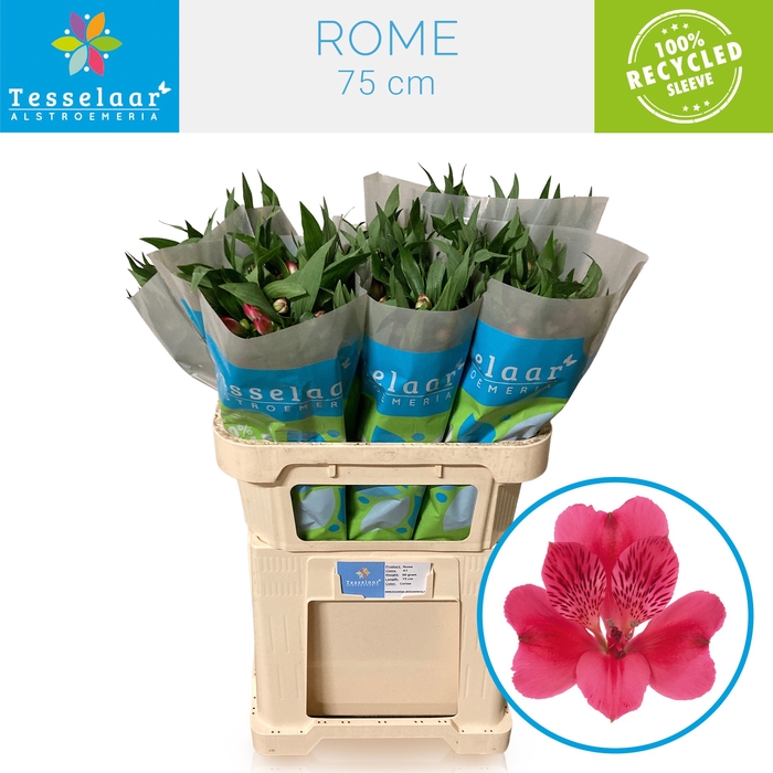 <h4>ALSTR ROME</h4>