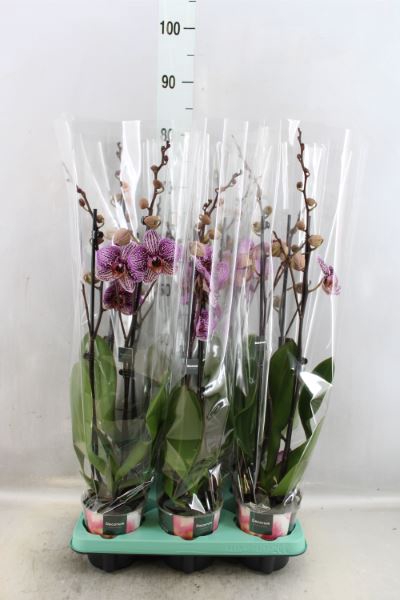 <h4>Phalaenopsis   ...</h4>