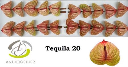 <h4>Anth A Tequila 20</h4>