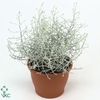 LEUCOPH BROWNII