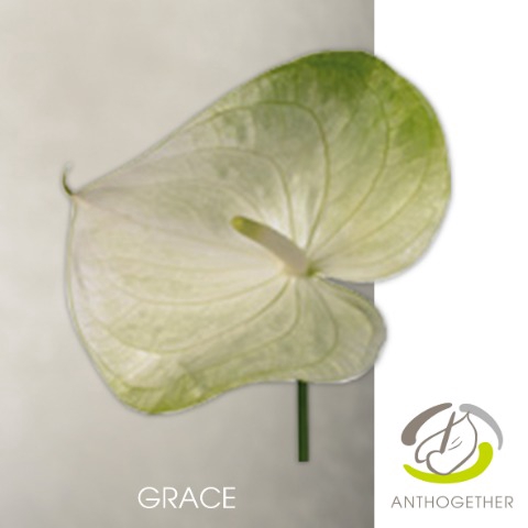 <h4>Anthurium grace</h4>