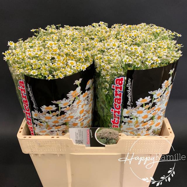 <h4>Matricaria single vegmo (camille)</h4>