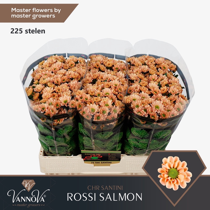 <h4>Chr S Rossi Salmon</h4>