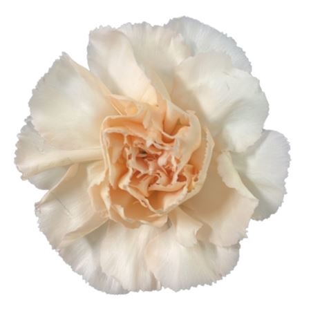 <h4>Di St Apple Lizzy</h4>